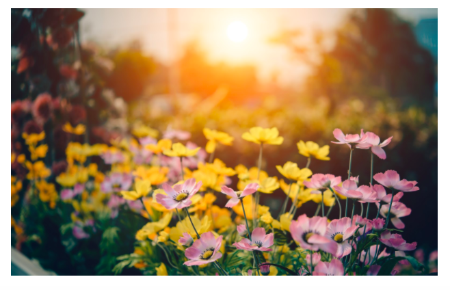 Read these 3 non-toxic turf and lawn care tips.